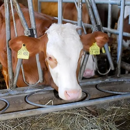 Mayer Burghoefe Feriehus