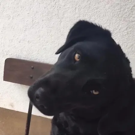 Mayer Burghoefe * Owingen