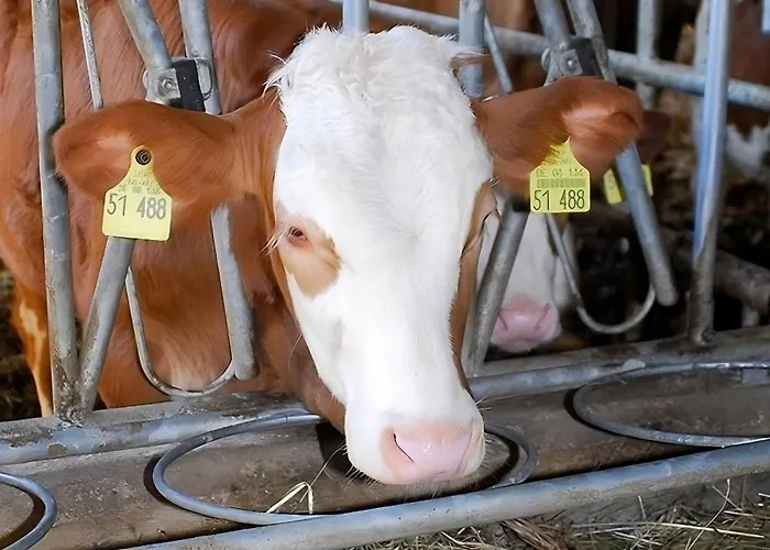 Mayer Burghöfe Ferienhaus